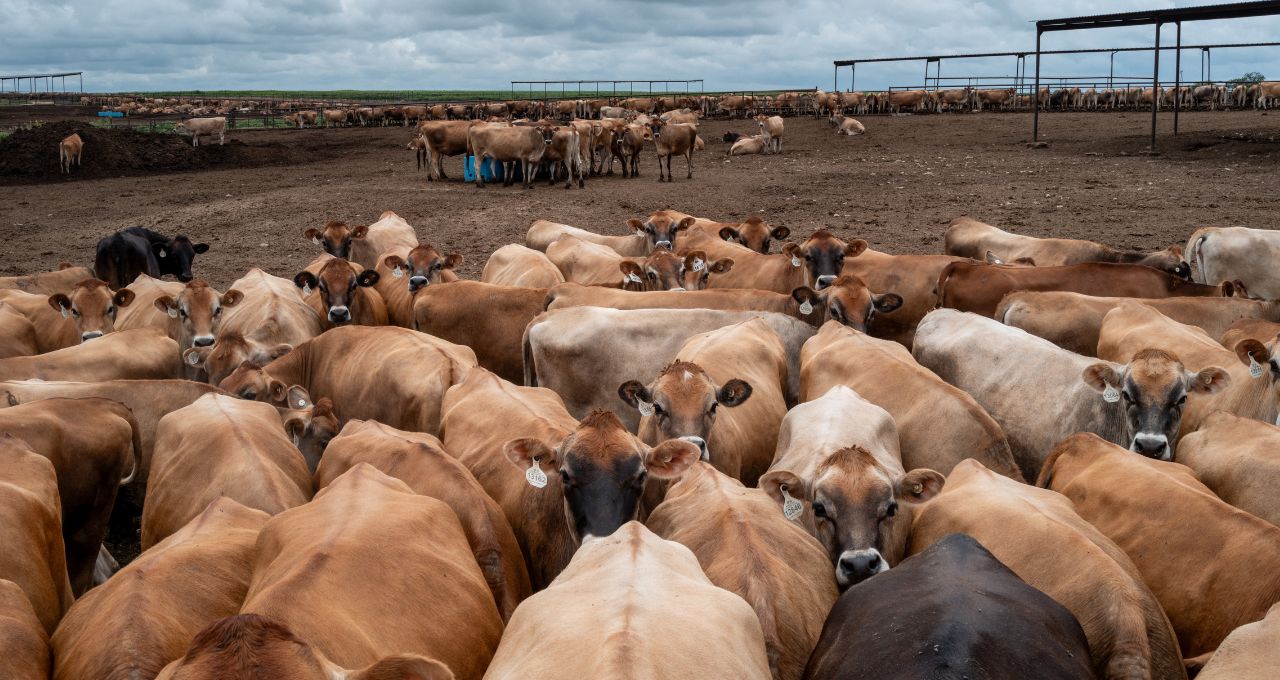 Trump desafia ‘monopólio’ das gigantes da carne e avalia facilitar abate por pecuaristas