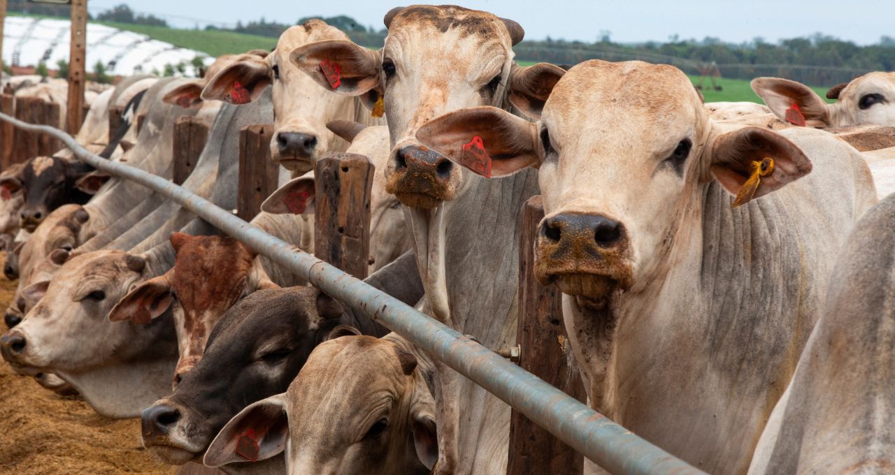 Setor de carne do Brasil segue trabalhando para reabilitar exportações à UE, diz Abiec