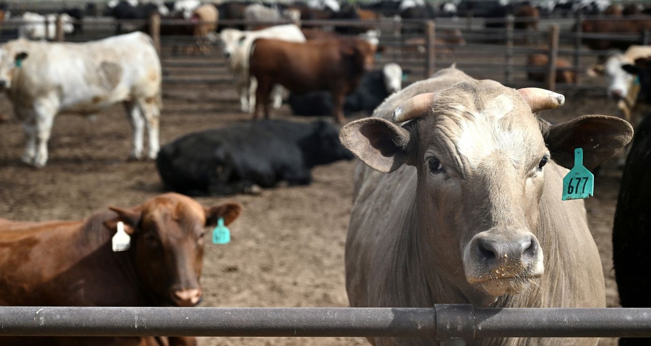 JBS (JBSS32): BofA eleva preço-alvo e vê dividendos de 10% com recuperação da carne bovina nos EUA