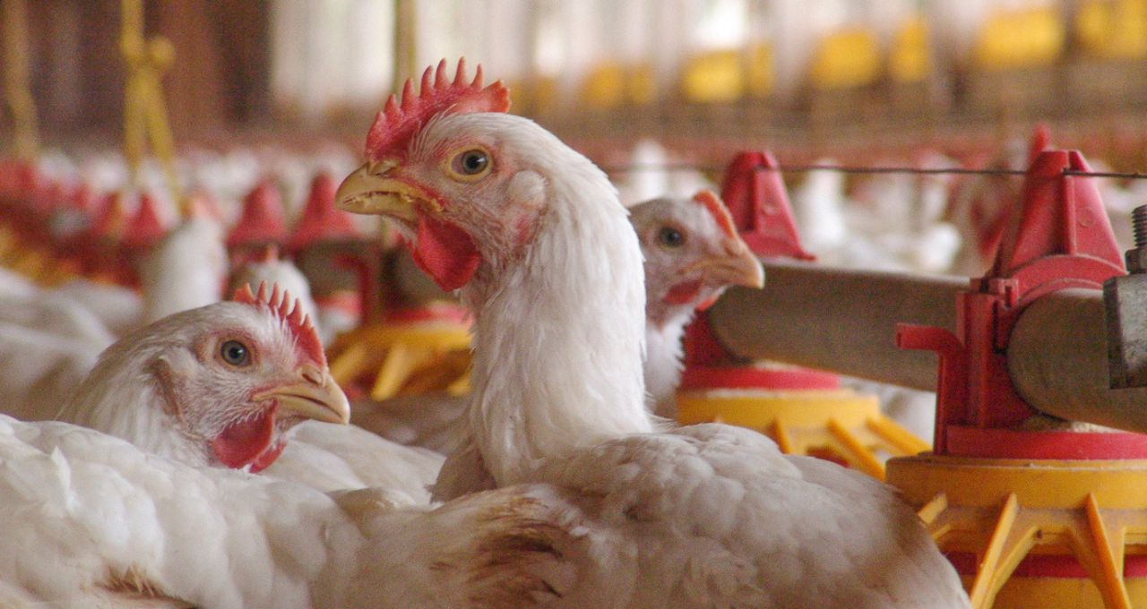 China embargou apenas a carne de Santa Catarina após foco de Doença de Newcastle, diz governo