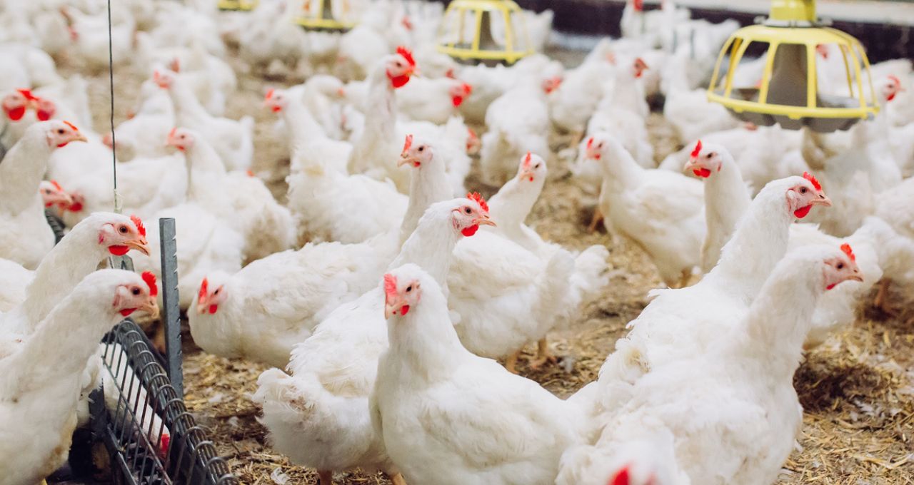 Agricultura confirma 3º foco da doença de Newcastle em granja comercial de Nova Erechim (SC)